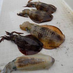 フィッシングボート空風(そらかぜ) 釣果