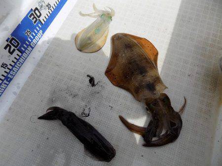 フィッシングボート空風(そらかぜ) 釣果