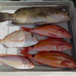 フィッシングボート空風(そらかぜ) 釣果