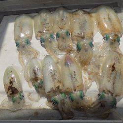 フィッシングボート空風(そらかぜ) 釣果