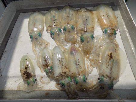 フィッシングボート空風(そらかぜ) 釣果