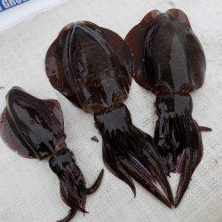 フィッシングボート空風（そらかぜ） 釣果