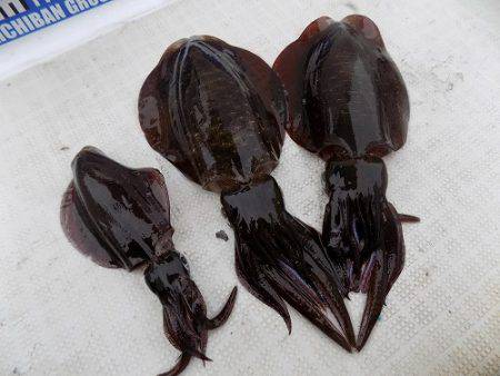 フィッシングボート空風（そらかぜ） 釣果