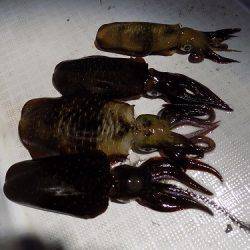 フィッシングボート空風（そらかぜ） 釣果