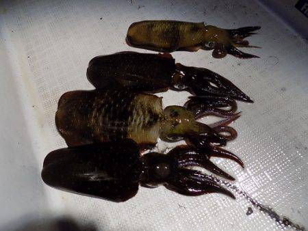 フィッシングボート空風（そらかぜ） 釣果