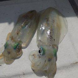 フィッシングボート空風(そらかぜ) 釣果