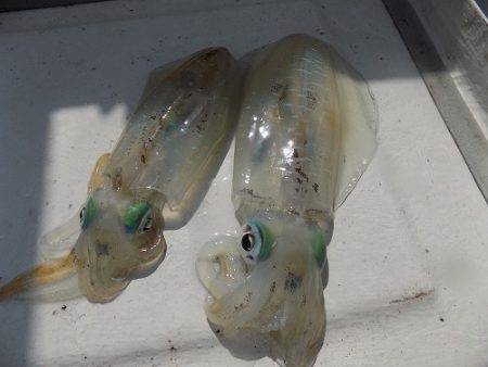 フィッシングボート空風(そらかぜ) 釣果