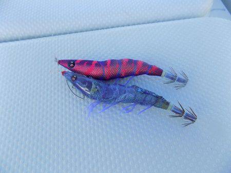 フィッシングボート空風(そらかぜ) 釣果