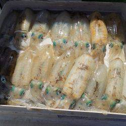 フィッシングボート空風(そらかぜ) 釣果