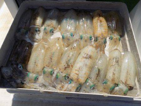 フィッシングボート空風(そらかぜ) 釣果