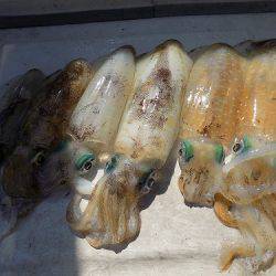 フィッシングボート空風(そらかぜ) 釣果