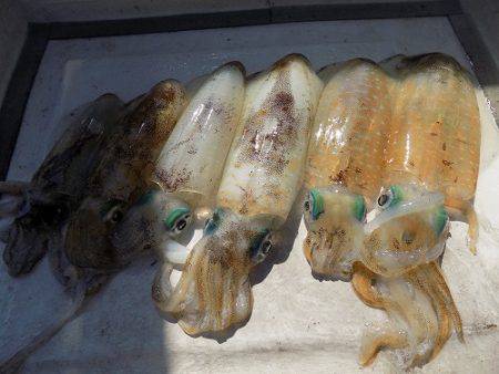 フィッシングボート空風(そらかぜ) 釣果