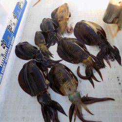 フィッシングボート空風(そらかぜ) 釣果