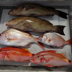 フィッシングボート空風(そらかぜ) 釣果