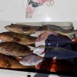 フィッシングボート空風(そらかぜ) 釣果