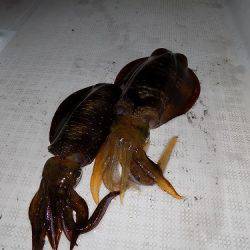 フィッシングボート空風(そらかぜ) 釣果