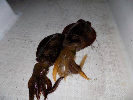 フィッシングボート空風(そらかぜ) 釣果