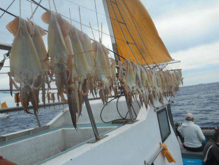 大進丸（愛知） 釣果