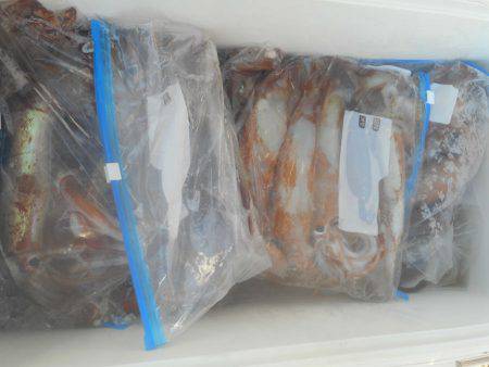 大進丸（愛知） 釣果