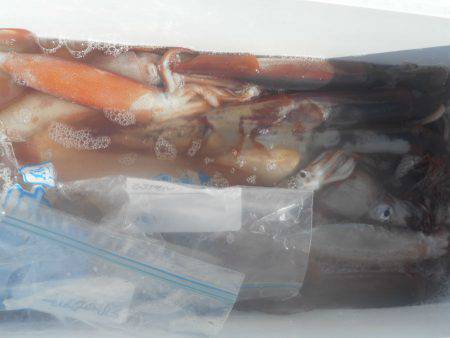 大進丸（愛知） 釣果