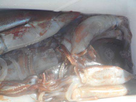 大進丸（愛知） 釣果