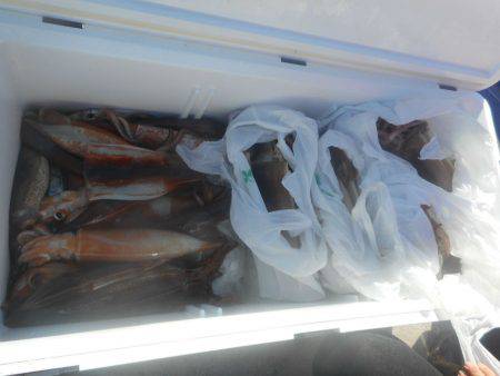 大進丸（愛知） 釣果