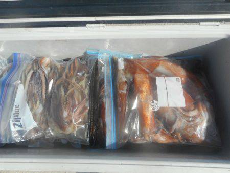 大進丸（愛知） 釣果