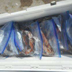 大進丸（愛知） 釣果