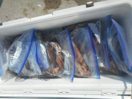 大進丸（愛知） 釣果