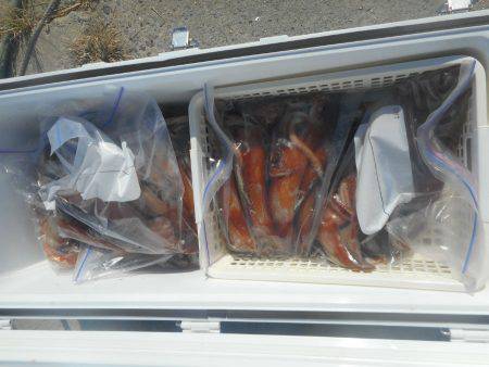 大進丸（愛知） 釣果