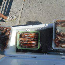 大進丸（愛知） 釣果