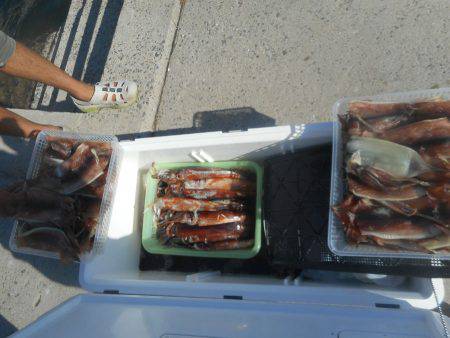 大進丸（愛知） 釣果