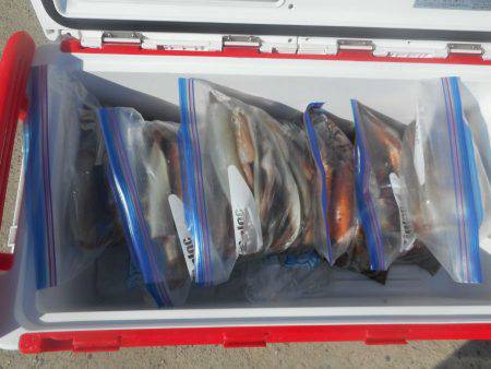 大進丸（愛知） 釣果