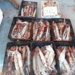 大進丸（愛知） 釣果