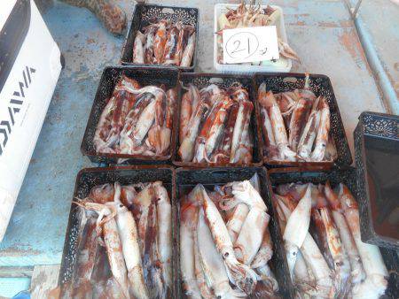 大進丸（愛知） 釣果