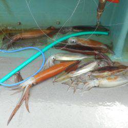 大進丸（愛知） 釣果