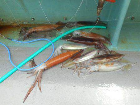 大進丸（愛知） 釣果