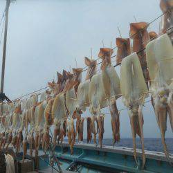 大進丸（愛知） 釣果