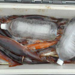 大進丸（愛知） 釣果