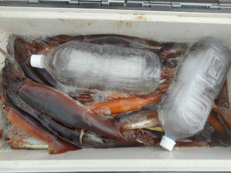 大進丸（愛知） 釣果