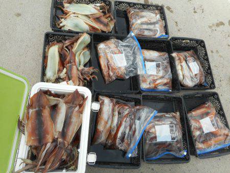 大進丸（愛知） 釣果