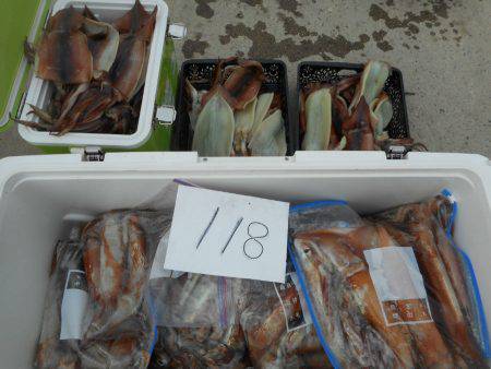 大進丸（愛知） 釣果