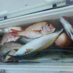 大進丸（愛知） 釣果