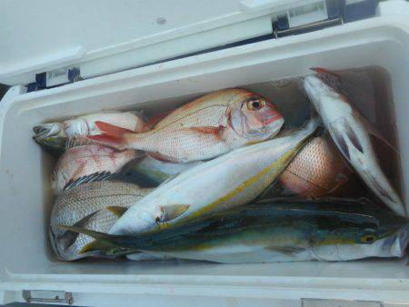 大進丸（愛知） 釣果