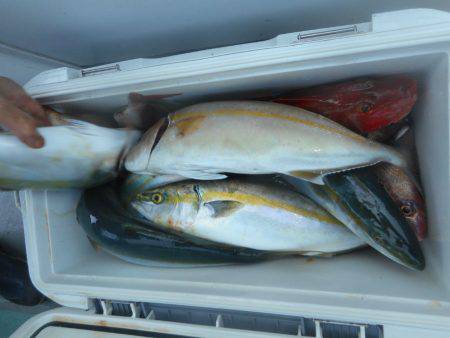 大進丸（愛知） 釣果