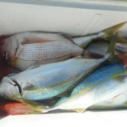 大進丸（愛知） 釣果