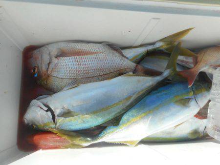 大進丸（愛知） 釣果