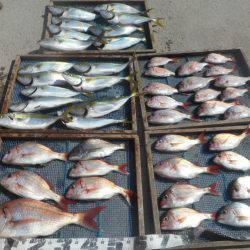 大進丸（愛知） 釣果