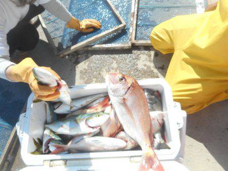 大進丸（愛知） 釣果