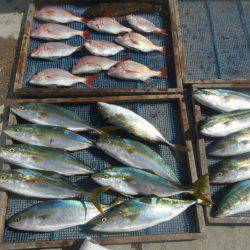 大進丸（愛知） 釣果